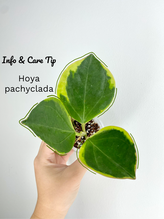 Hoya pachyclada