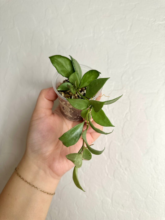 Hoya lacunosa 'Louisa's Silver'