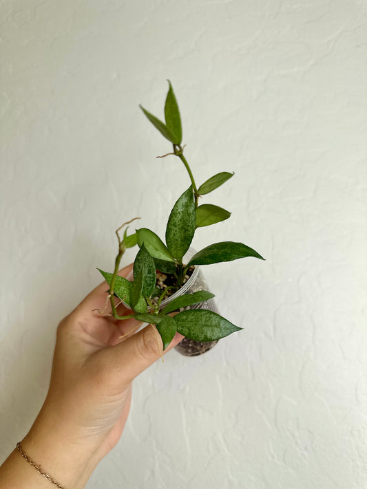 Hoya lacunosa 'White Pearl'