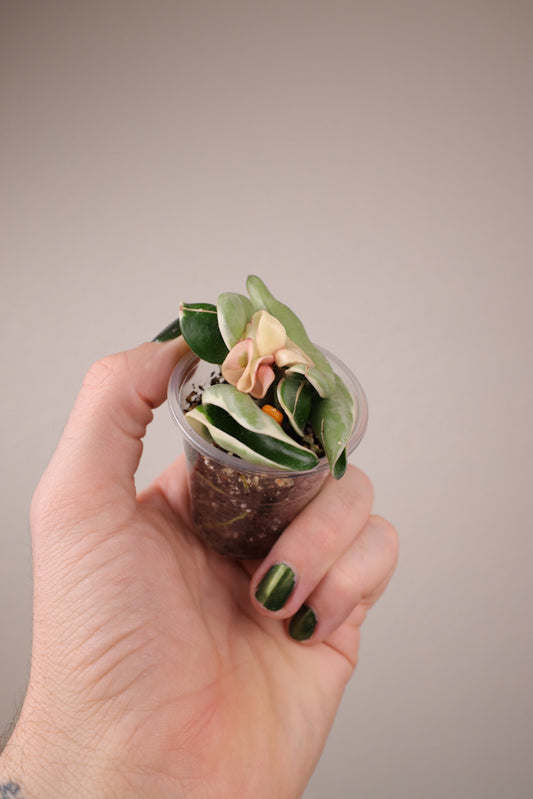 Hoya carnosa compacta (outer variegated)