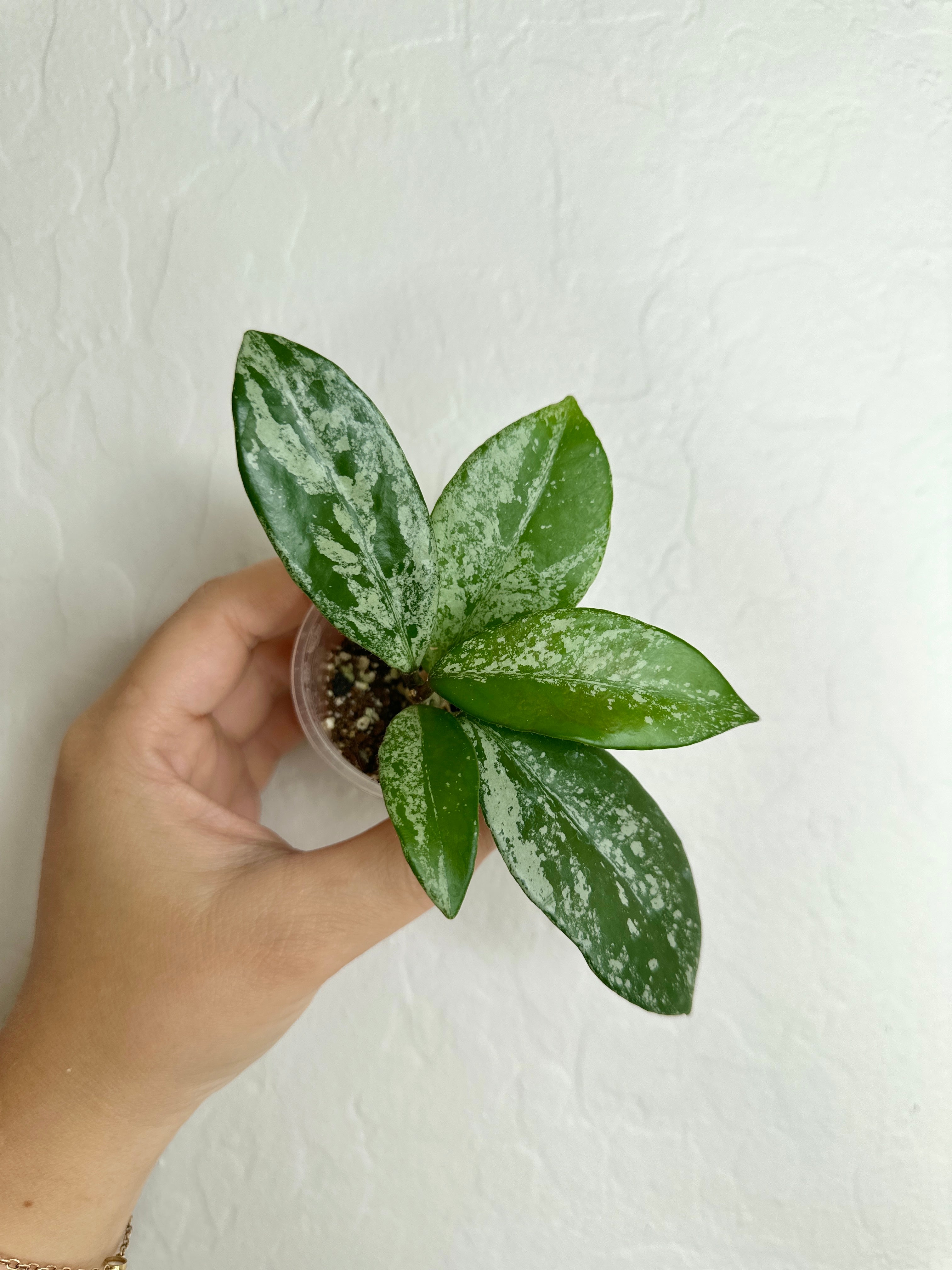 Hoya hotsell carnosa splash stardust plant