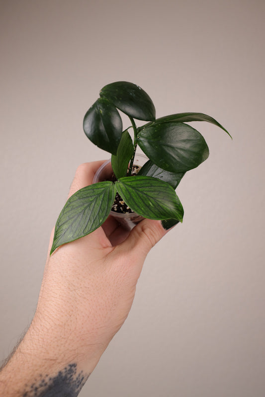 Hoya polyneura