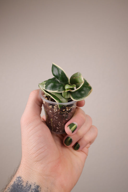 Hoya carnosa compacta (outer variegated)