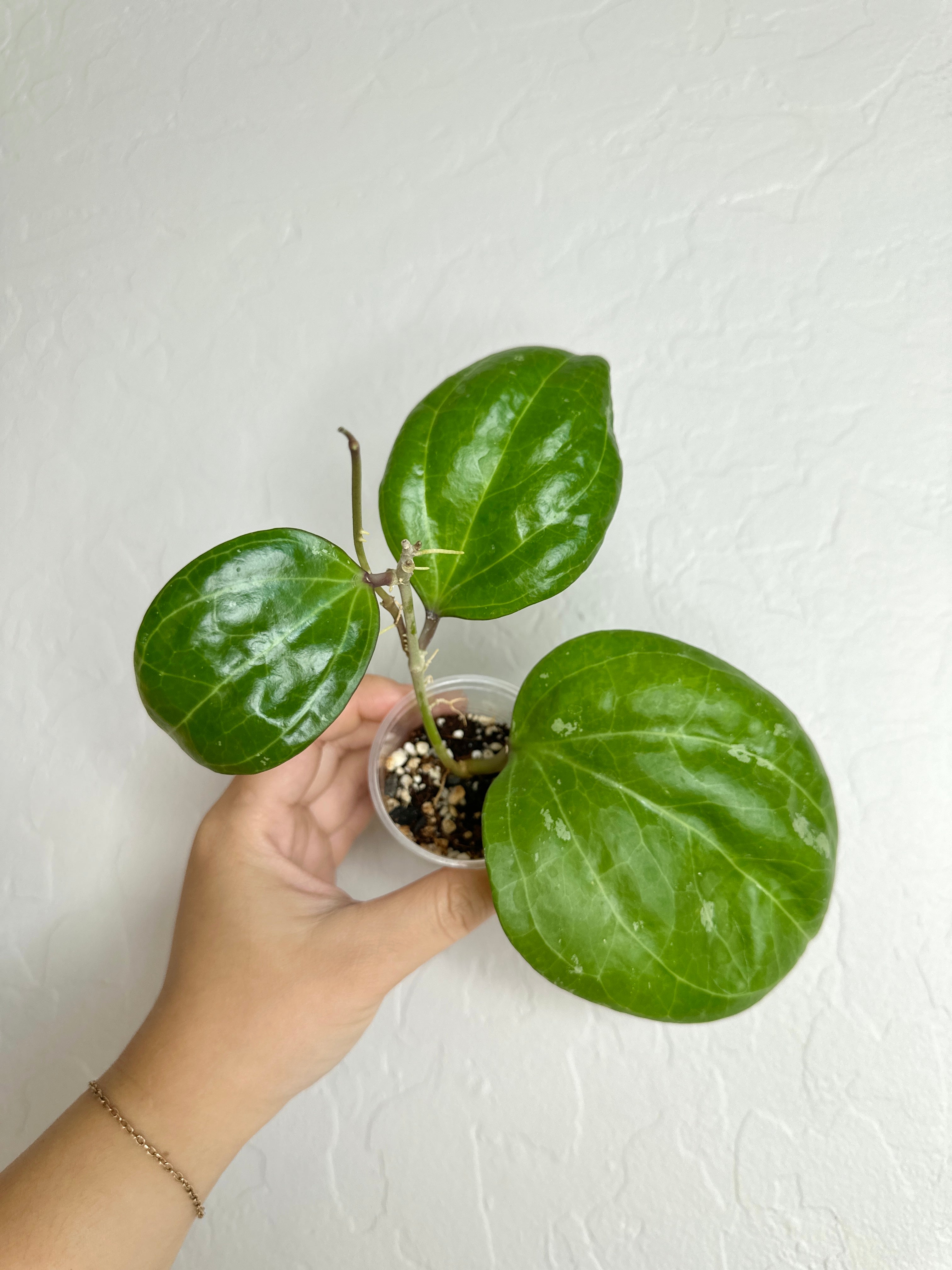 Hoya latifolia (sarawak) – The Green Plant