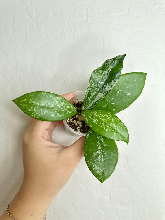 Hoya carnosa 'Stardust'