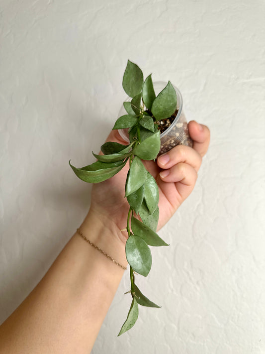 Hoya lacunosa 'Louisa's Silver'