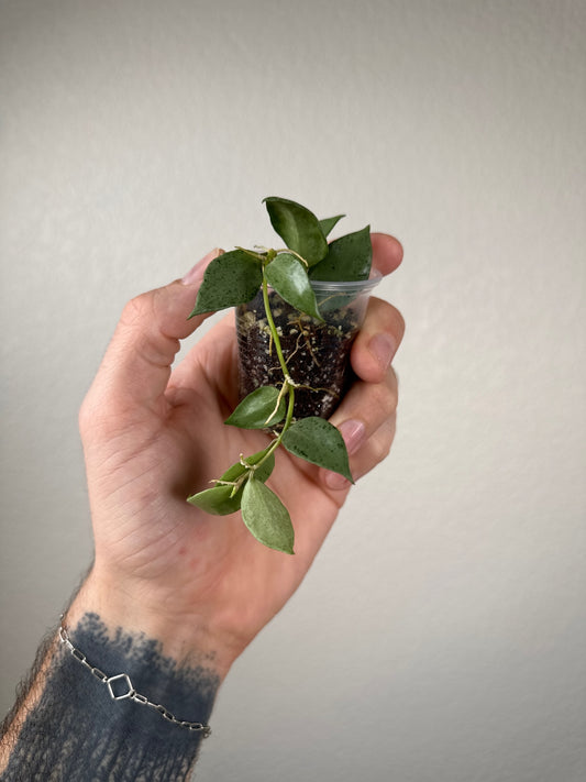 Hoya lacunosa 'Louisa's Silver'