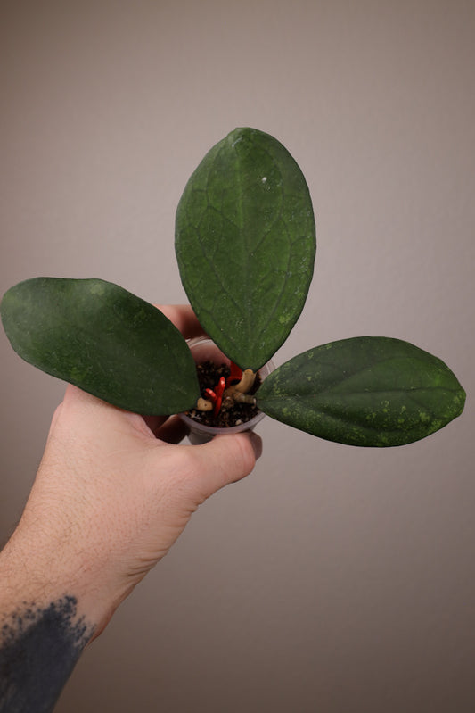 Hoya finlaysonii