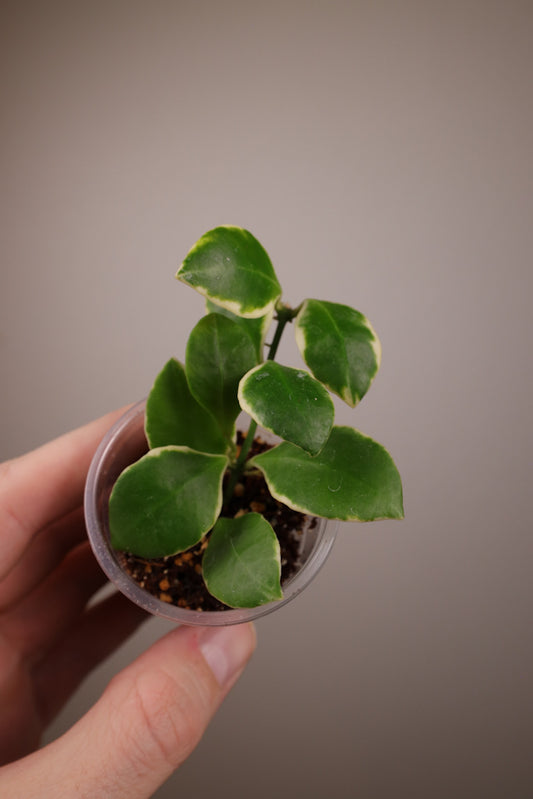 Hoya heuschkeliana (outer-variegated)