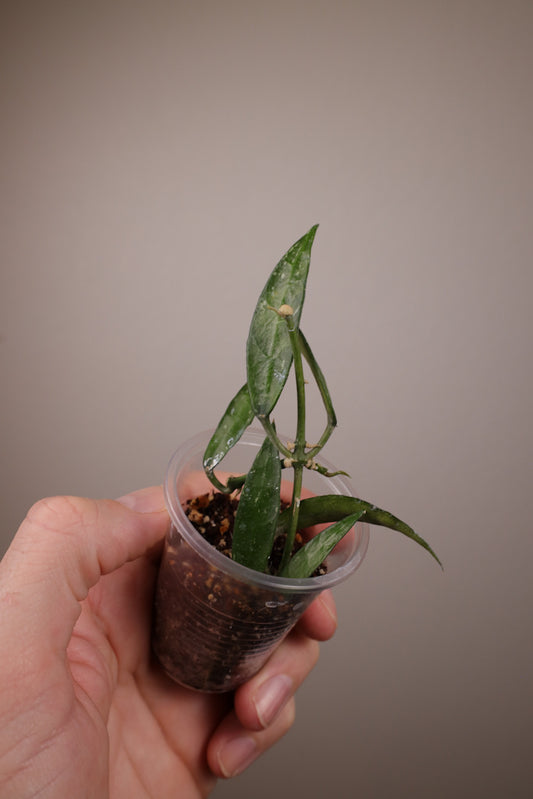 Hoya lacunosa 'Mr. Tent'