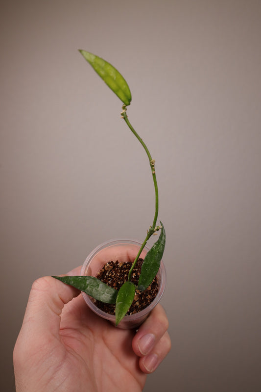 Hoya lacunosa 'Mr. Tent'