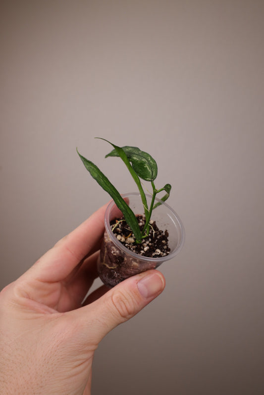 Hoya pandurata (vietnam, note imperfect foliage)