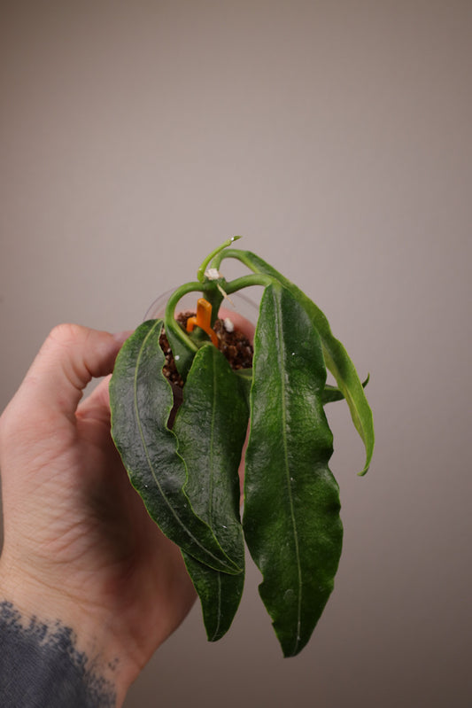 Hoya imperialis