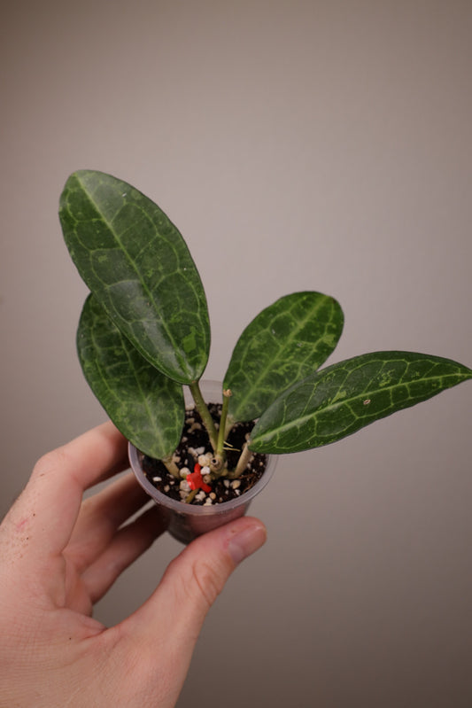 Hoya elliptica