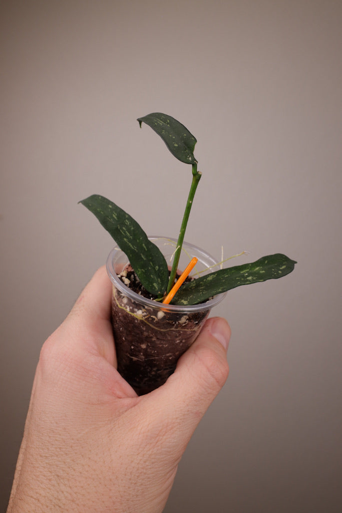 Hoya pandurata (dark form)