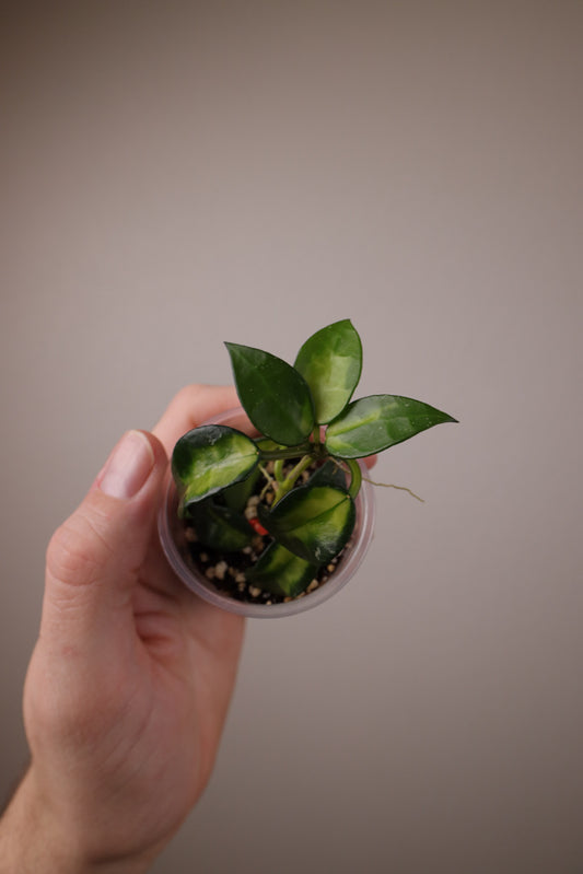 Hoya lacunosa (Golden Flame)