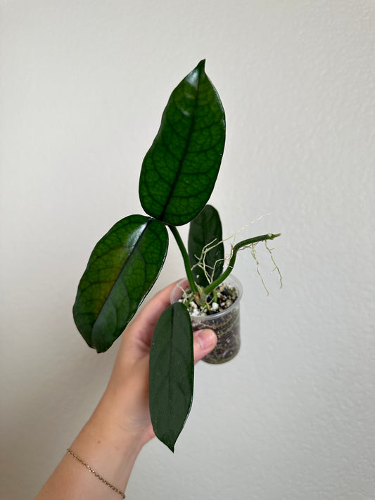 Hoya globulosa