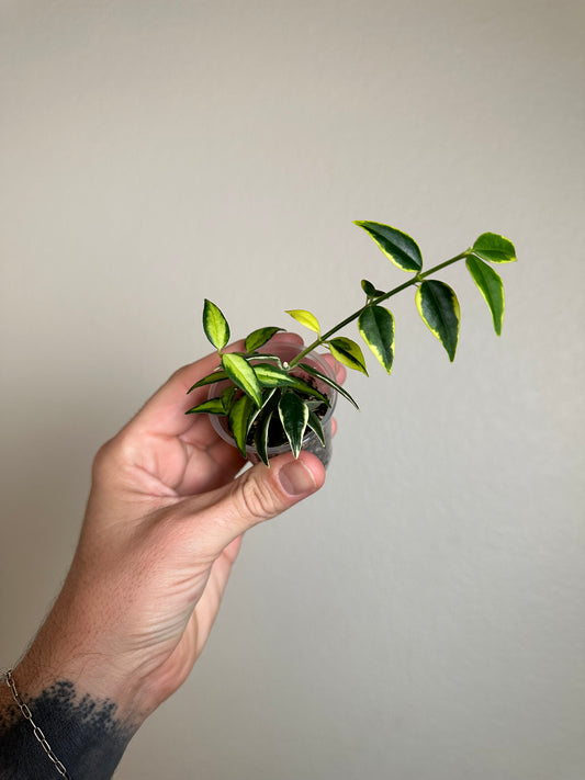 Hoya bella mixed variegated pot