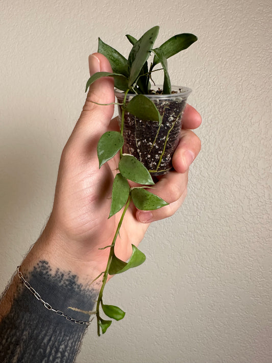 Hoya lacunosa 'Louisa's Silver'