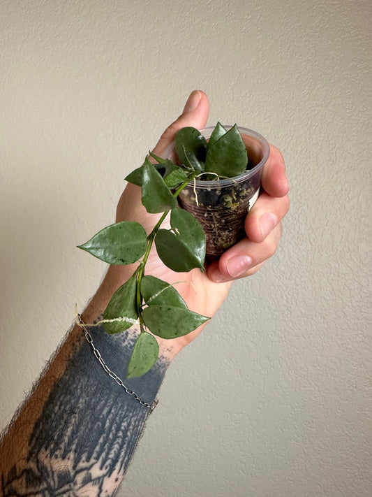 Hoya lacunosa 'Louisa's Silver'