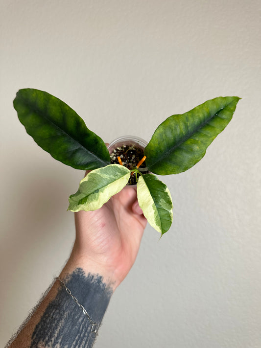 Hoya multiflora (outer-variegated)