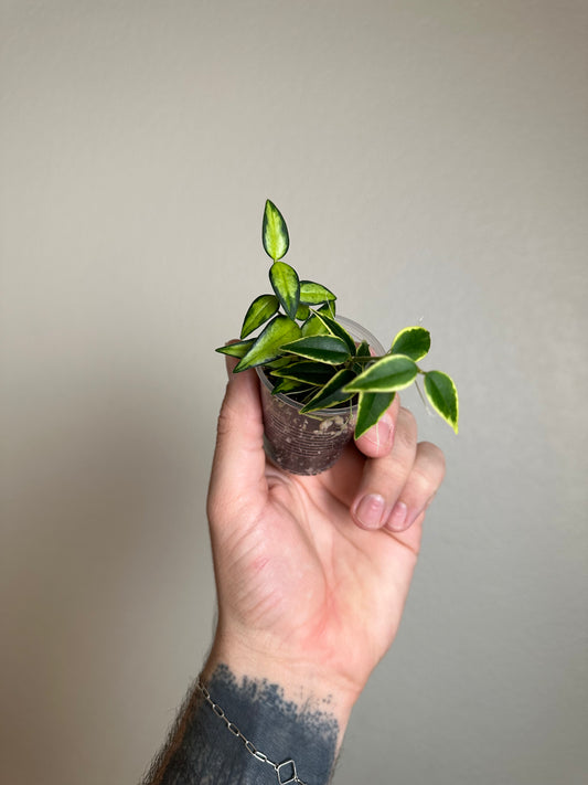 Hoya bella mixed variegated pot