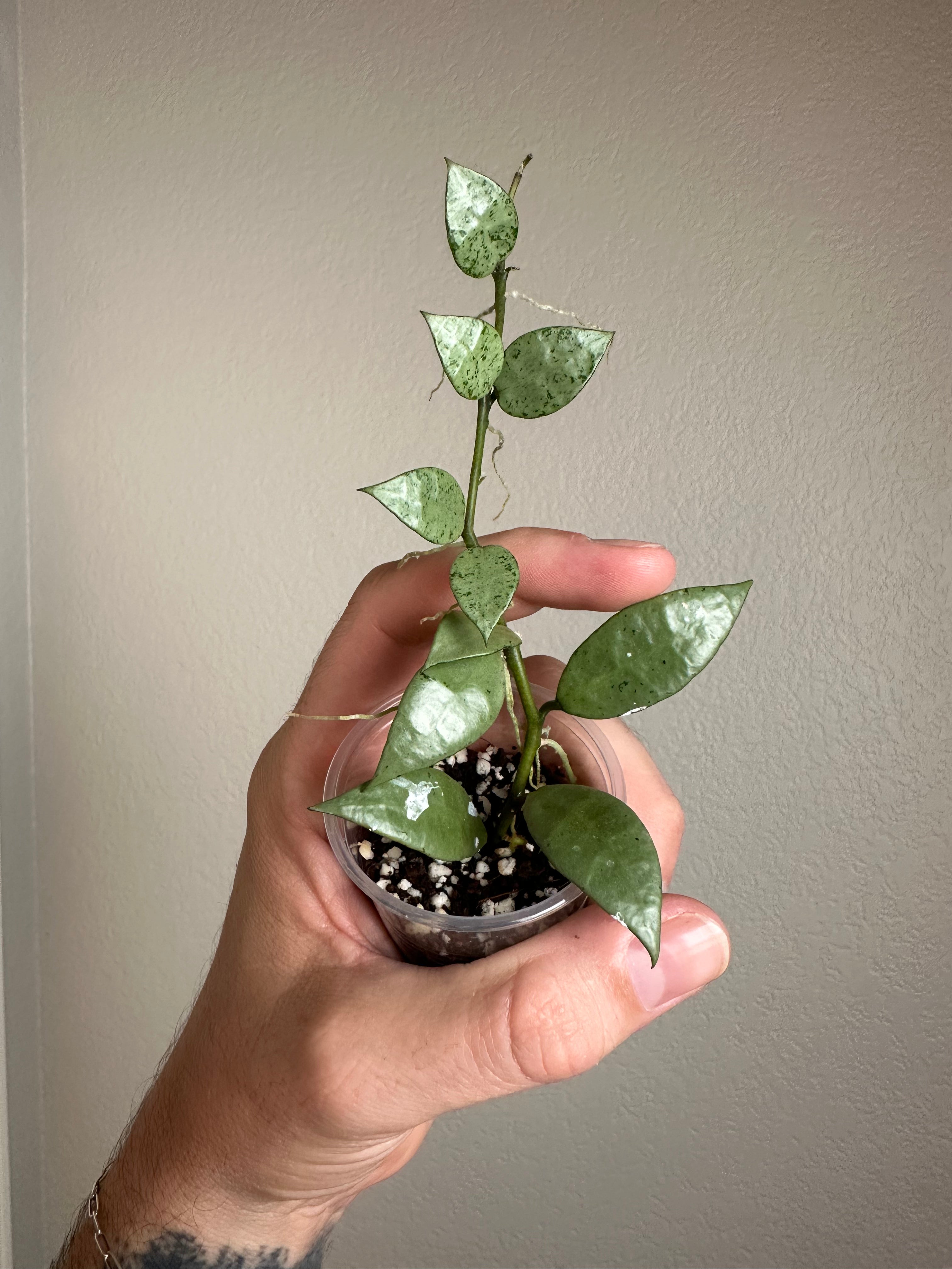 Hoya lacunosa silver (NOID) #1 – The Green Plant