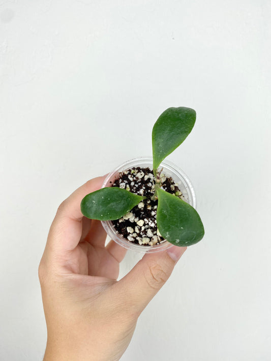 Hoya isabelchanae