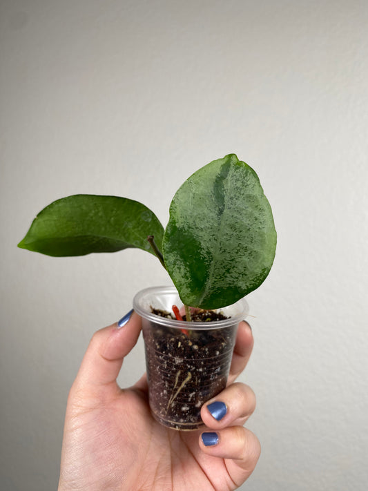 Hoya nervosa 'Jokul'