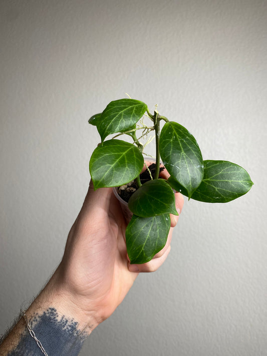 Hoya obscura