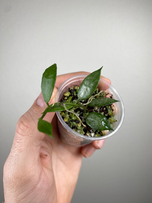 Hoya lacunosa 'White Pearl'