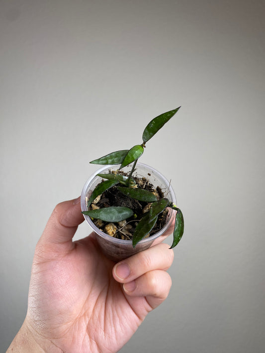 Hoya lacunosa poonask