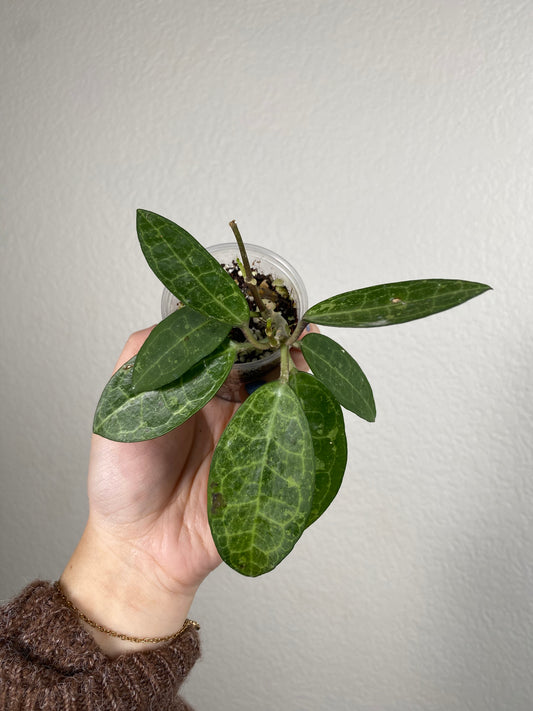 Hoya elliptica