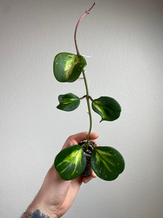 Hoya obovata (inner-variegated)