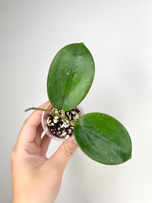 Hoya da lat