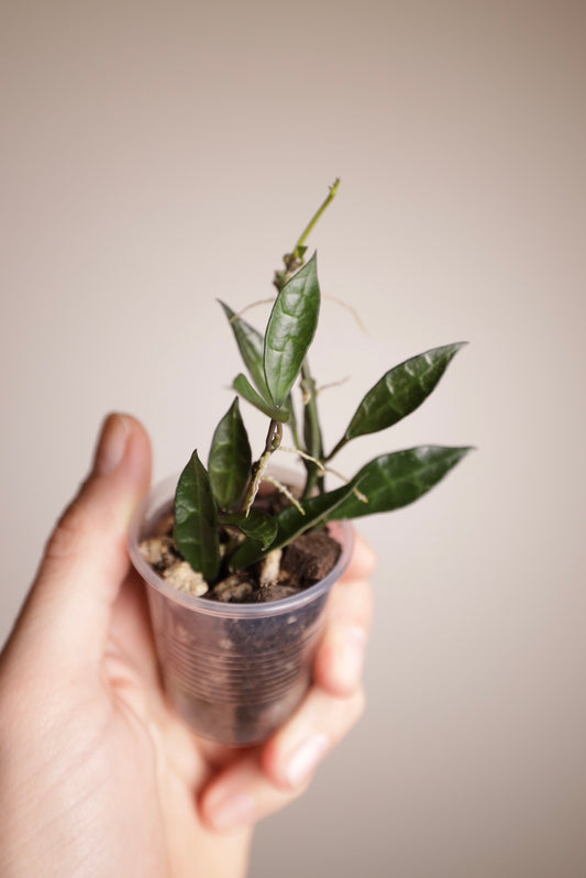 Hoya lacunosa (inner variegated) reverted