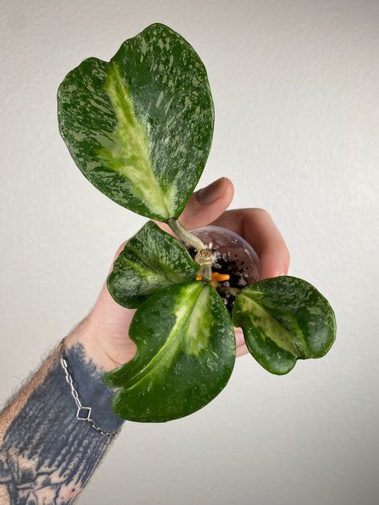 Hoya obovata (inner-variegated w/ splash)