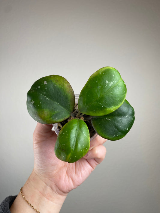 Hoya obovata 'Amela' (outer variegated)