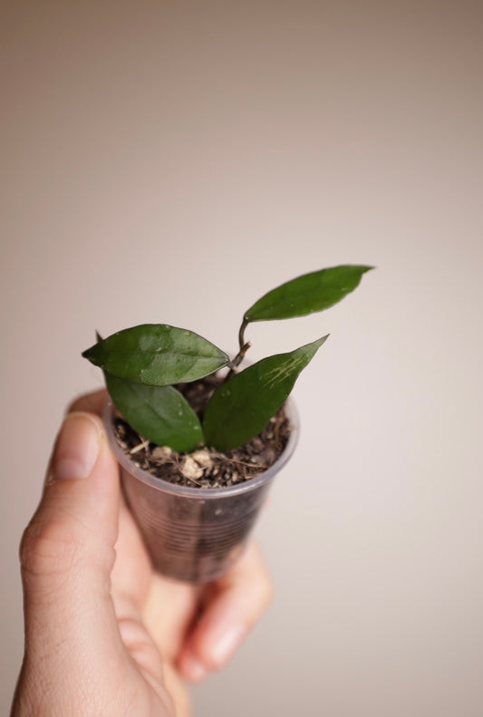 Hoya lacunosa sp. Mentawai