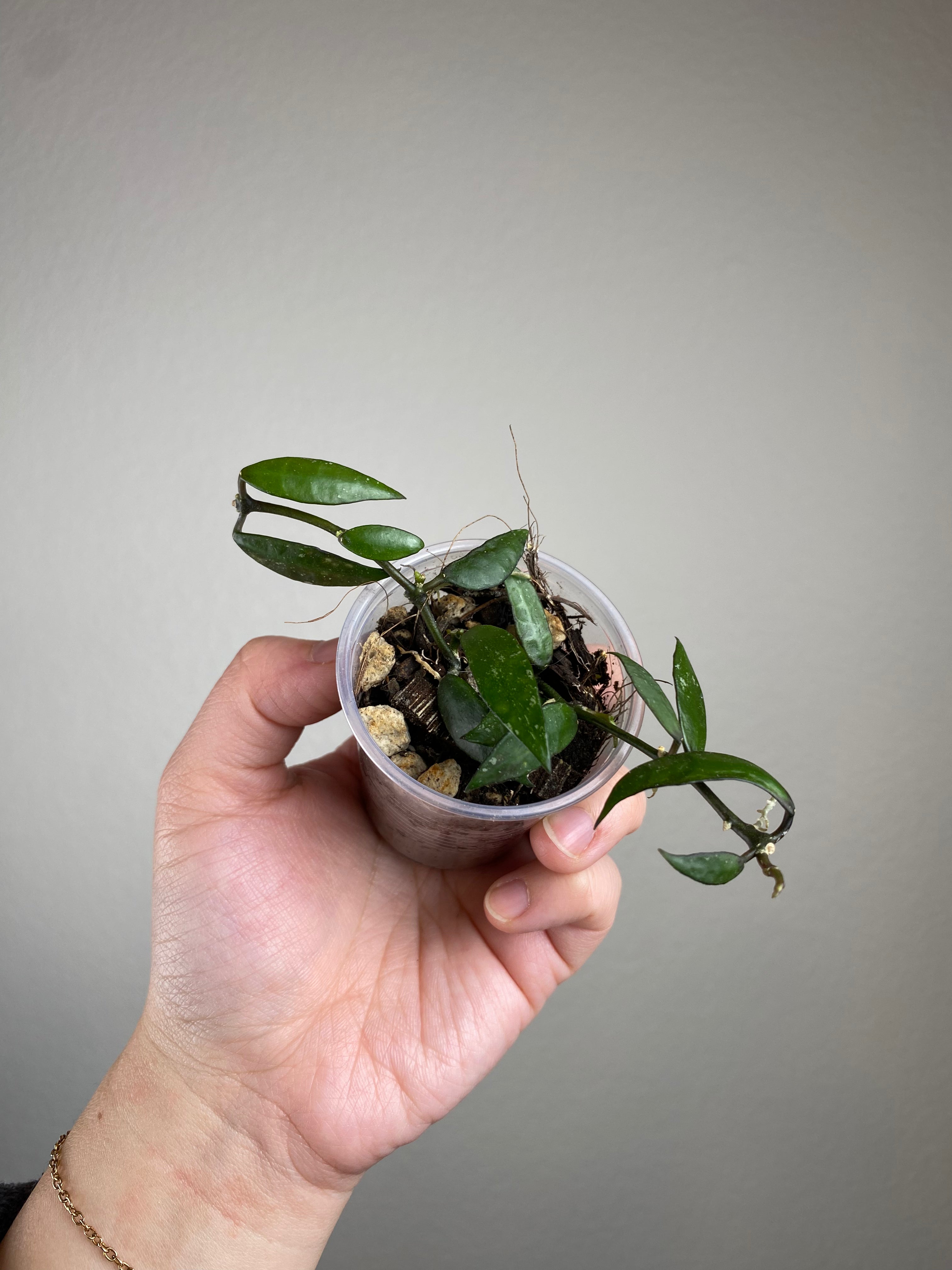 Hoya lacunosa poonsak – The Green Plant